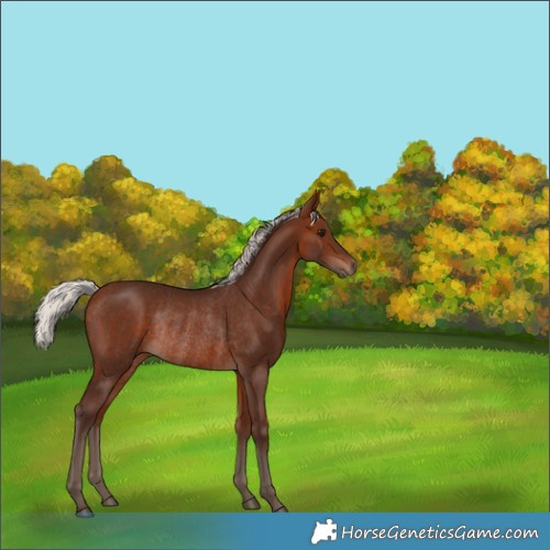 Horse Color:Silver Brown Rabicano 