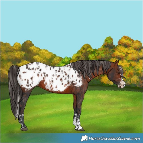 Horse Color:Silver Bay Sabino Splash Appaloosa  and Bay Sabino Splash Appaloosa 