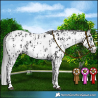Horse Color:Black Sabino Splash Appaloosa and Gray Black Sabino Splash Appaloosa