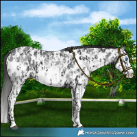 Horse Color:Black Sabino Splash Appaloosa  and Gray Black Sabino Splash Appaloosa