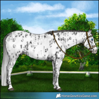 Horse Color:Black Sabino Splash Appaloosa and Gray Black Sabino Splash Appaloosa