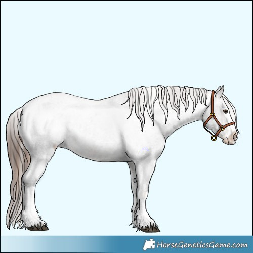 Horse Color:Liver Red Roan Sabino Splash Appaloosa  and Brown Roan Sabino Splash Appaloosa 