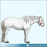 Horse Color:Liver Red Roan Sabino Splash Appaloosa  and Brown Roan Sabino Splash Appaloosa 