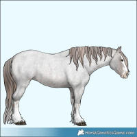 Horse Color:Liver Red Roan Sabino Splash Appaloosa and Brown Roan Sabino Splash Appaloosa