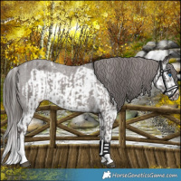 Horse Color:Liver Chestnut Sabino Splash Varnish and Liver Chestnut Sabino Splash Frame Varnish