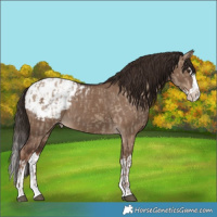 Horse Color:Liver Red Dun Sabino Splash Appaloosa  and Liver Red Dun Sabino Splash Appaloosa 