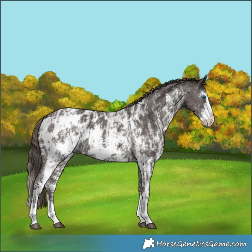 Horse Color:Liver Chestnut Sabino Splash Appaloosa  and Liver Chestnut Sabino Splash Appaloosa 