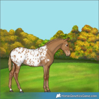 Horse Color:Gray Red Dun Appaloosa 