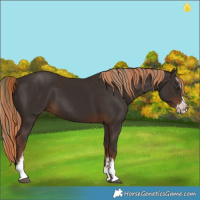 Horse Color:Liver Chestnut Sabino Splash Varnish  and Liver Chestnut Sabino Varnish 