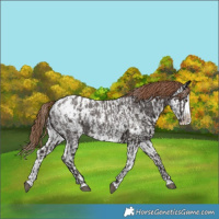 Horse Color:Liver Chestnut Sabino Splash Appaloosa and Liver Chestnut Sabino Splash Appaloosa
