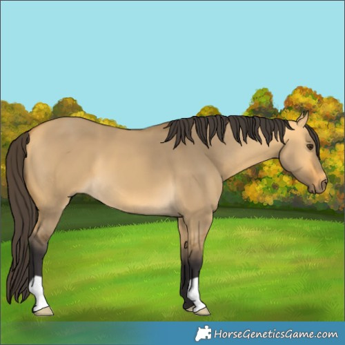 Horse Color:Buckskin Dun 