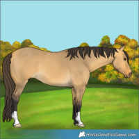 Horse Color:Buckskin Dun