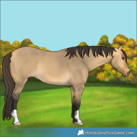 Horse Color:Buckskin Dun 