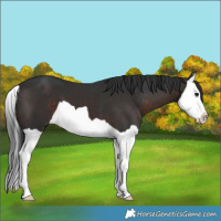 Horse Color:Brown Splash 
