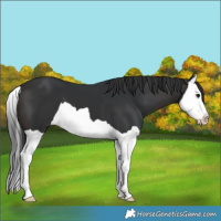 Horse Color:Brown Splash 