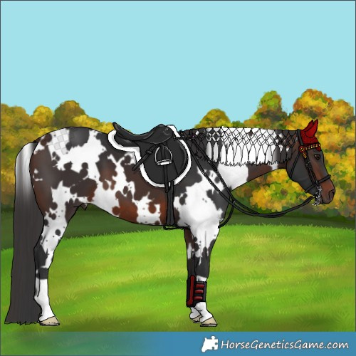 Horse Color:White Spotted Brown