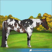 Horse Color:White Spotted Brown 