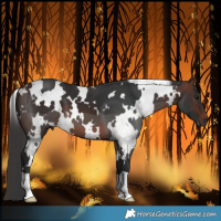 Horse Color:White Spotted Brown