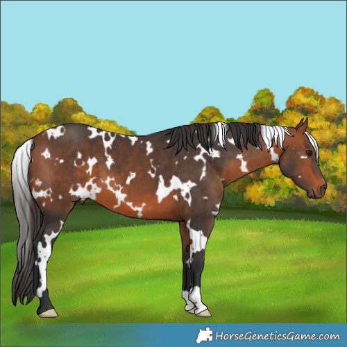Horse Color:White Spotted Bay 