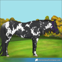 Horse Color:White Spotted Black