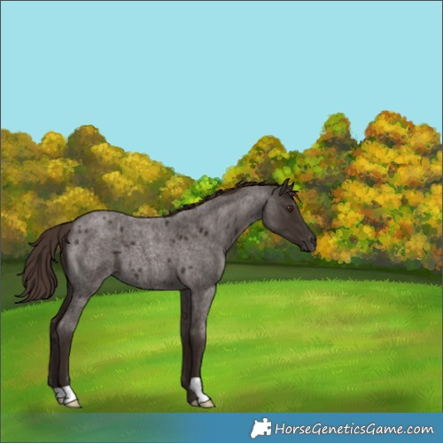Horse Color:Liver Red Roan 