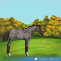 Horse Color:Liver Red Roan 