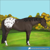Horse Color:Liver Chestnut Appaloosa 