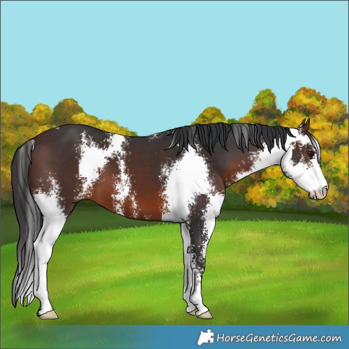 Horse Color:Brown Sabino