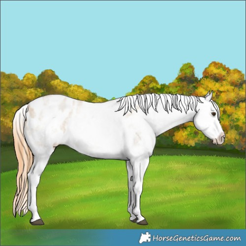 Horse Color:White Spotted Grullo Pearl Tobiano Appaloosa 