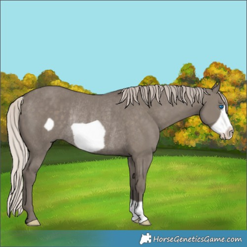 Horse Color:Silver Grullo Frame Rabicano 