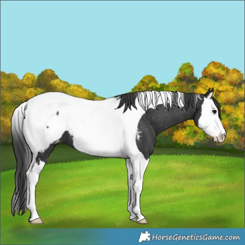 Horse Color:Black Splash Tobiano Appaloosa 