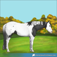 Horse Color:Black Splash Tobiano Near Fewspot 