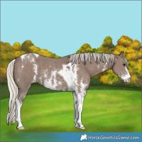 Horse Color:Silver Black Sabino Tobiano 