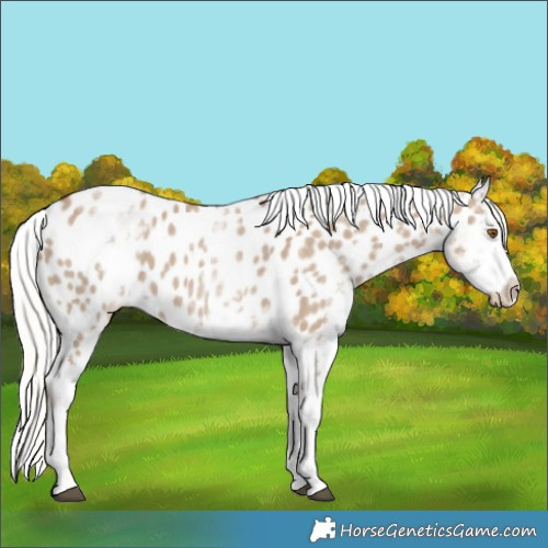 Horse Color:White Spotted Silver Grullo Tobiano Appaloosa 