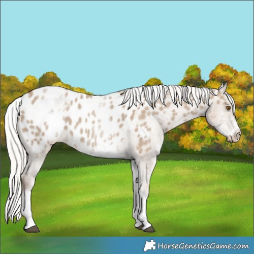 Horse Color:White Spotted Silver Grullo Tobiano Appaloosa 