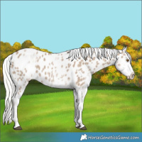 Horse Color:White Spotted Silver Grullo Tobiano Appaloosa 