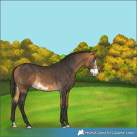Horse Color:Buckskin Frame 