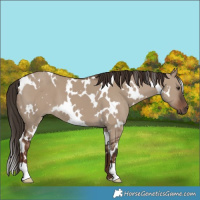 Horse Color:White Spotted Liver Red Dun 