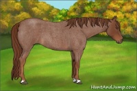 Horse Color:Red Roan 