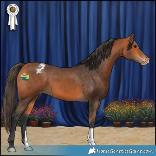 Horse Color:Bay Appaloosa 