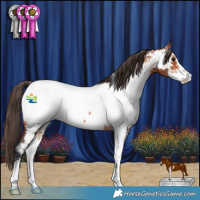 Horse Color:Bay Sabino Appaloosa Rabicano 
