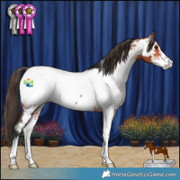 Horse Color:Bay Sabino Appaloosa Rabicano