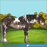 Horse Color:White Spotted Liver Chestnut 