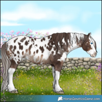 Horse Color:White Spotted Liver Chestnut Splash Appaloosa