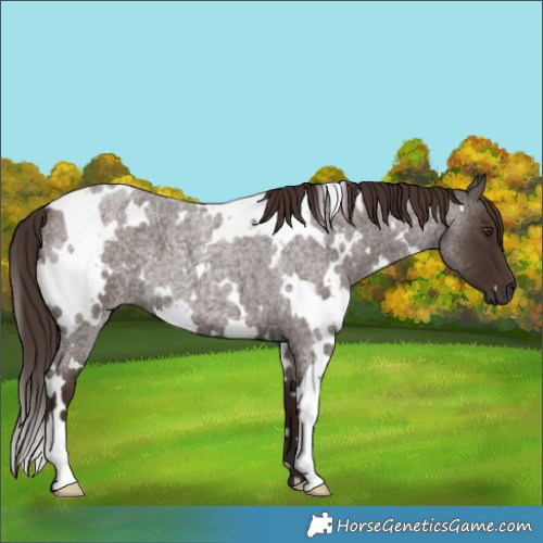 Horse Color:White Spotted Liver Red Roan 