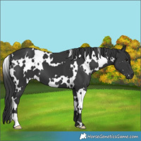 Horse Color:White Spotted Black