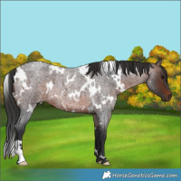 Horse Color:White Spotted Brown Roan 