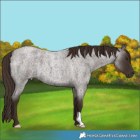 Horse Color:Liver Red Roan 