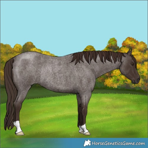 Horse Color:Liver Red Roan Rabicano 