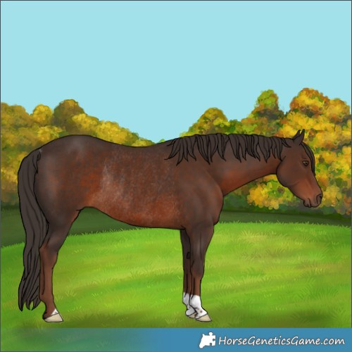 Horse Color:Liver Chestnut Rabicano 